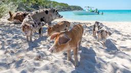 Exuma hotellia