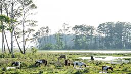 Hotellihakemisto: Chincoteague