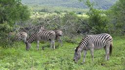 Hotellihakemisto: Hluhluwe