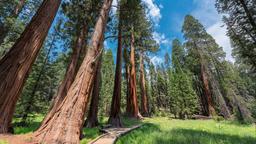 Sequoian kansallispuisto loma-asunnot