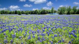 Texas hotellia
