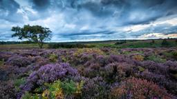 New Forest hotellia