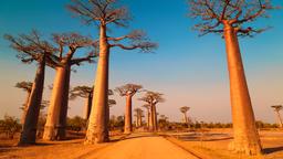 Halvat lennot Madagaskar