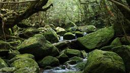 Yakushima autonvuokraukset