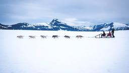 Halvat lennot Alaska