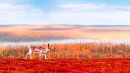 Hotellihakemisto: Saariselkä