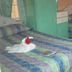Muu