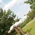 Muu
