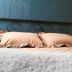 Muu